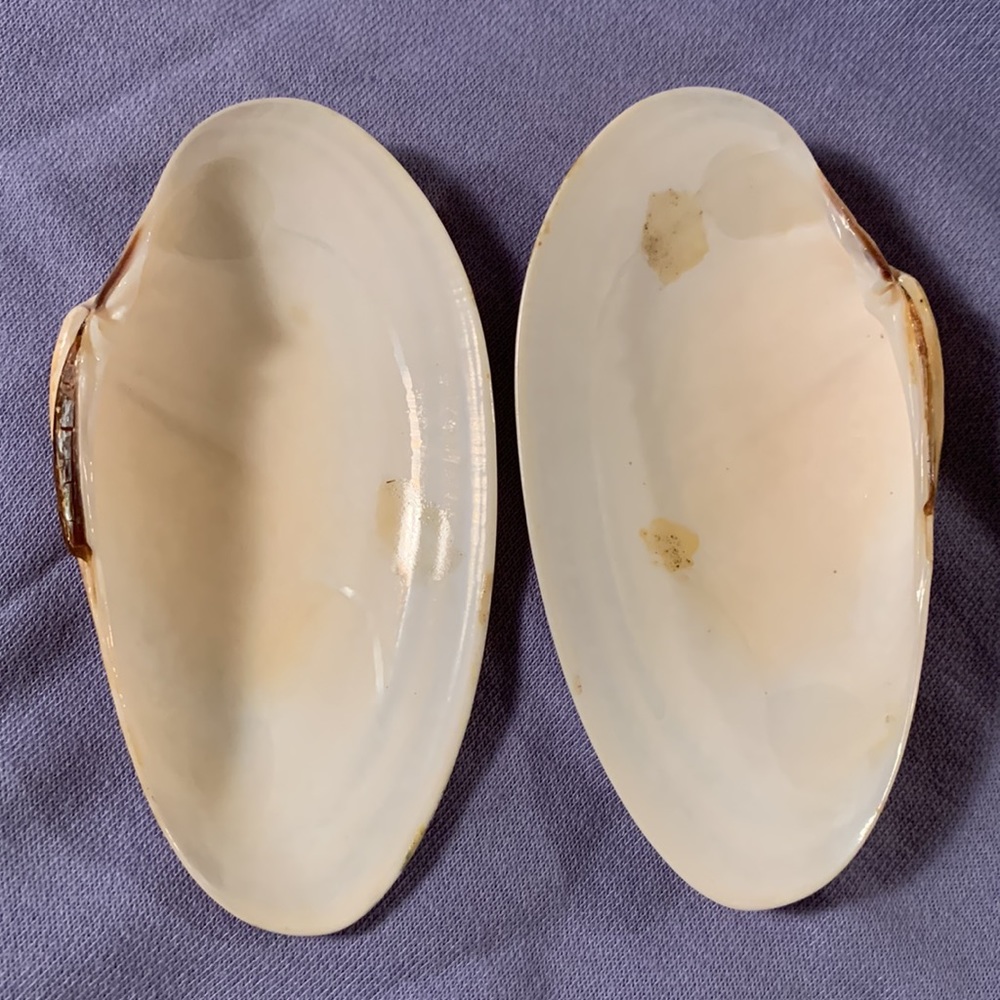 Razor clam shell pair - Picture 2 of 7